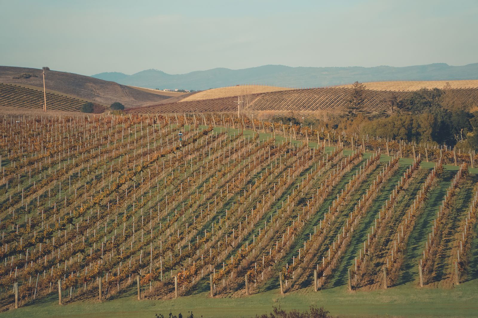 Napa Valley — view 2