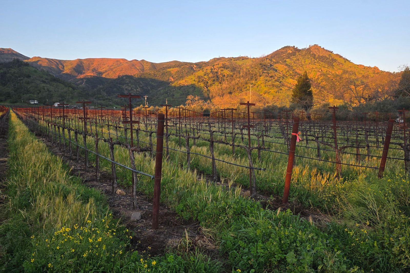 Napa Valley — view 5