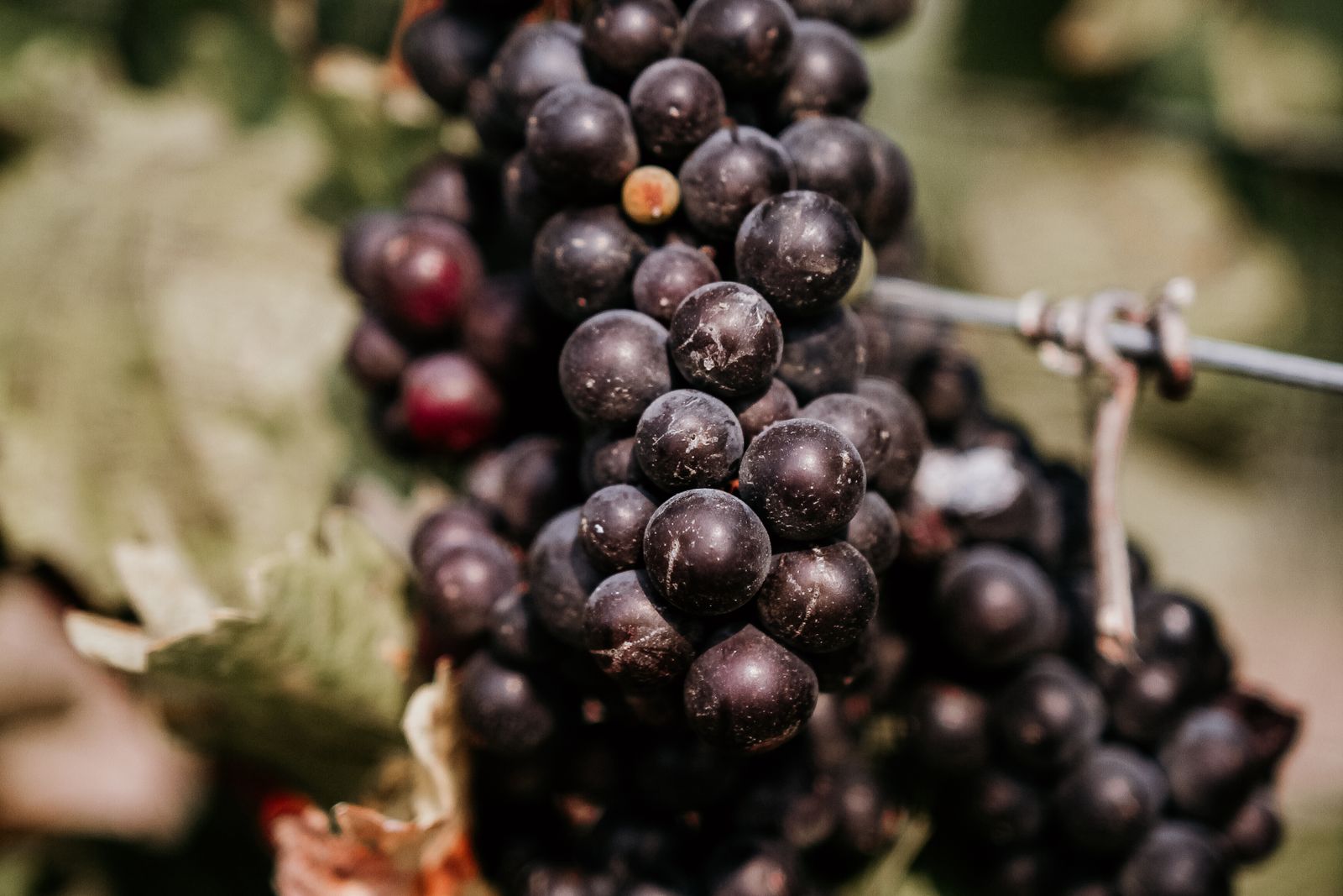Napa Valley — view 6