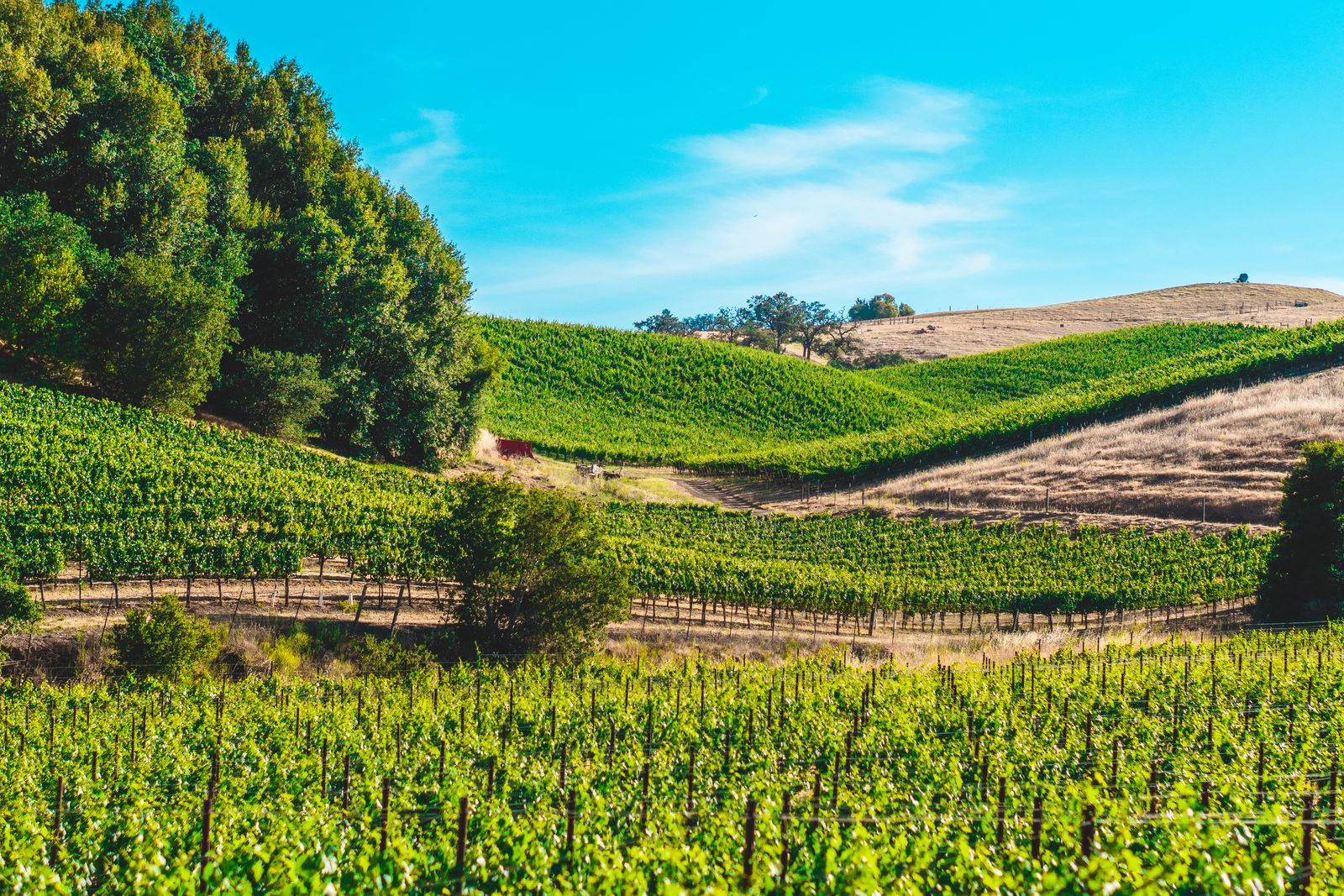 Napa Valley — view 7