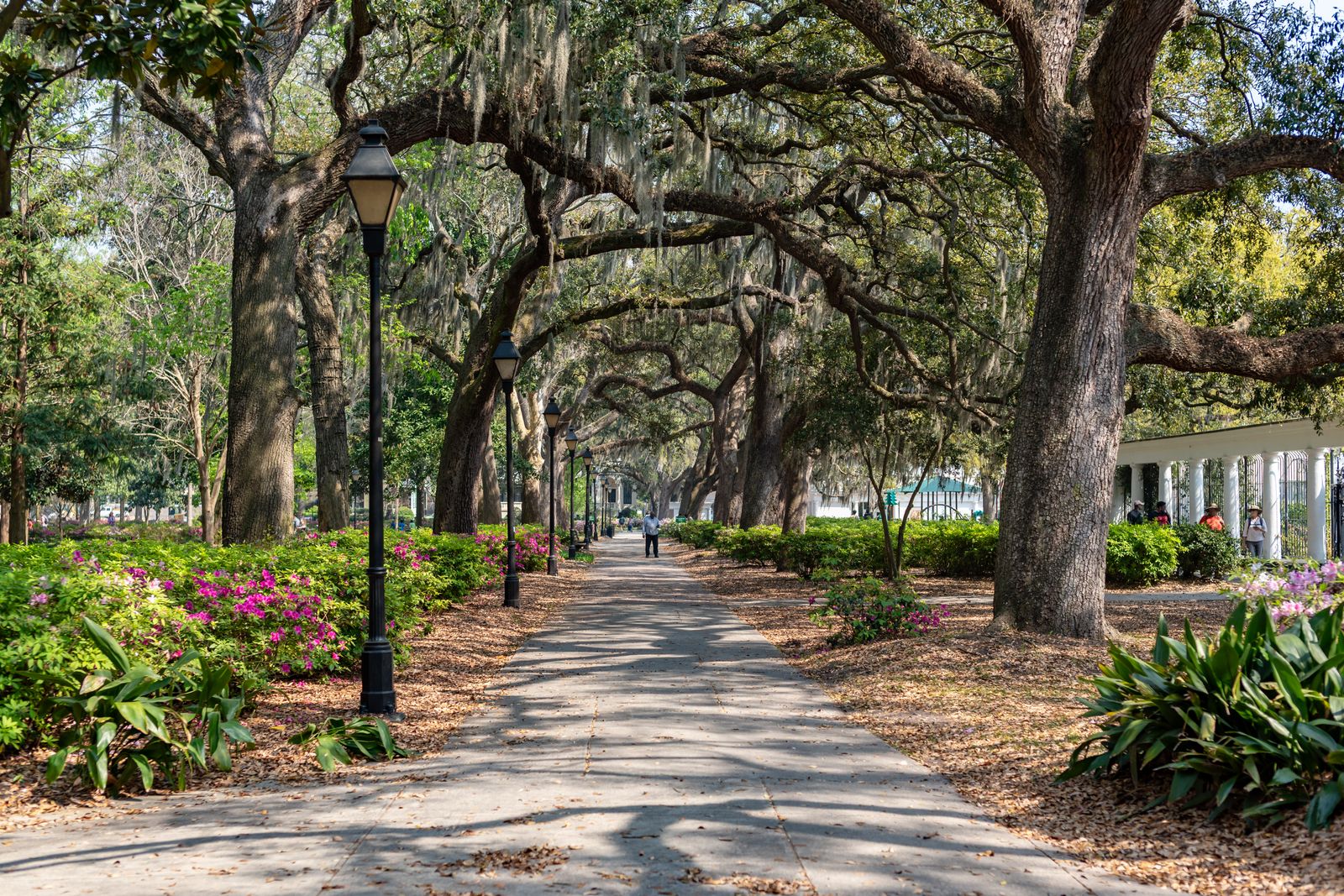 Savannah