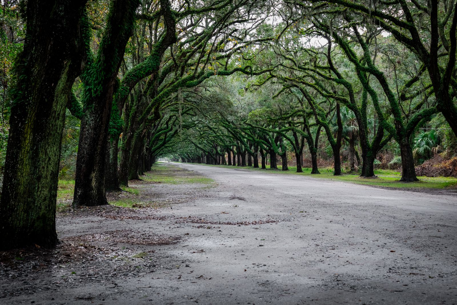 Savannah — view 2
