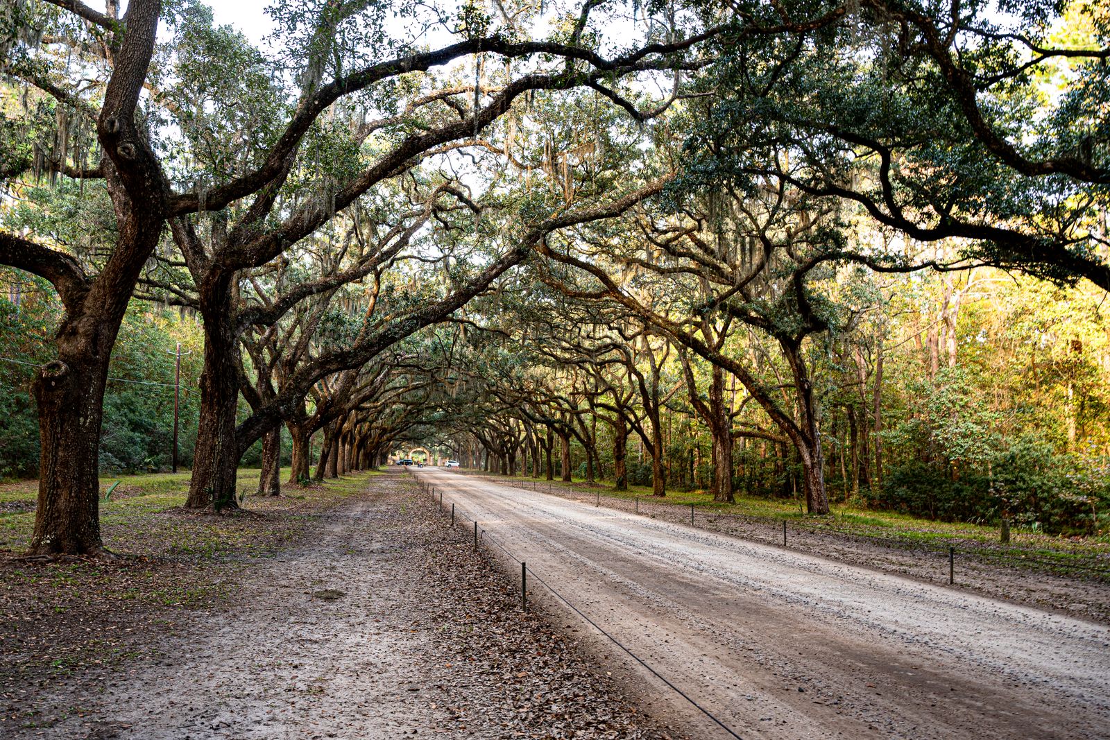 Savannah — view 5
